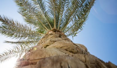 Élagage et traitement de palmiers à Perpignan