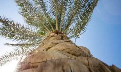 Élagage et traitement de palmiers à Perpignan