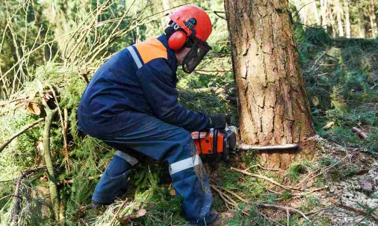 Abattage de grand arbre - Perpignan - EDS SARL